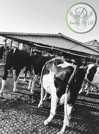 More than Just Dairy